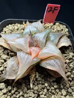 22f 多肉植物 ハオルチア オブツーサ錦+黒蝶龍錦 自家繁殖 鉢植え発送