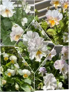 NGP様 リクエスト 2点 まとめ商品