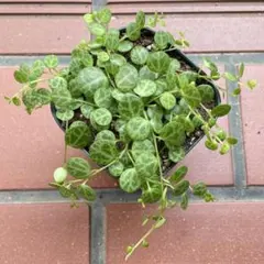 Peperomia Prostrataのサムネイル