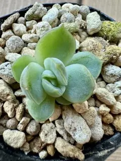 2025年最新】毒リンゴ 多肉の人気アイテム - メルカリ