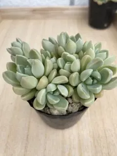 多肉植物 つぶつぶ屋さん苗 おもち抜き苗(4株ほどカット苗あり)隙間