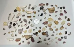 貝殻の一部　カラフル