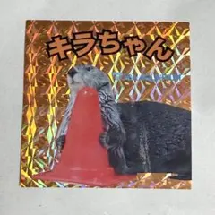 鳥羽水族館 ラッコ キラちゃん ステッカー シール オレンジ