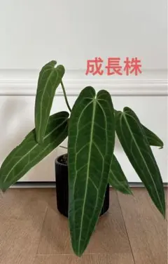 MS607 アンスリウム・ワロクアナム 5株セット