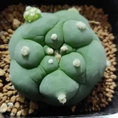 疣翠冠玉　ロホホラ　自根　カキ仔　サボテン　多肉植物　長年の育成株 サボテン ロホホラ 翠冠玉、大疣翠冠玉 カキコ自根 - メルカリ