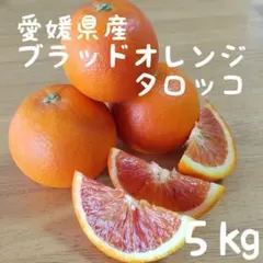 80愛媛県産 ブラッドオレンジ タロッコ ５㎏