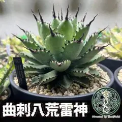 2025年最新】曲刺八雷の人気アイテム - メルカリ