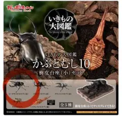いきもの大図鑑 かぶとむし10 コーカサスオオカブト（改）
