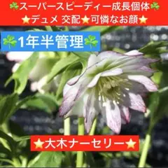 265☘️1年半管理株☘️⭐️超小輪〜小輪⭐️原種交配⭐️大木