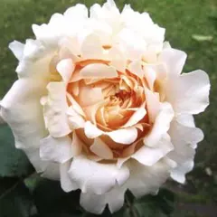 同梱で2鉢目〜¥1000お値引き】 春の新苗♡D-67♡ウエディング／芽接ぎ