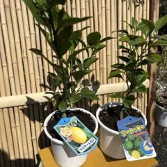 マイヤーレモンとシークワーサー、すだち、リスボン　へもへも様専用