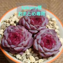 Sakura様 リクエスト 2点 まとめ商品