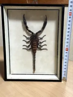 2026年最新】サソリ 剥製の人気アイテム - メルカリ