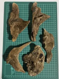 流木 お得5点セット no.705.