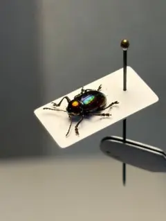 2026年最新】プラチナコガネ 標本の人気アイテム - メルカリ