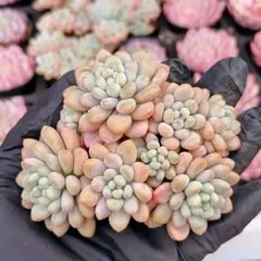 あき    ☆プロフィール必読☆様 リクエスト 5点 まとめ商品