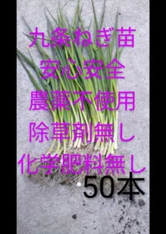 九条ねぎ苗