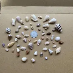 貝殻 工作素材