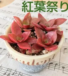 チャッピー小僧様 リクエスト 2点 まとめ商品