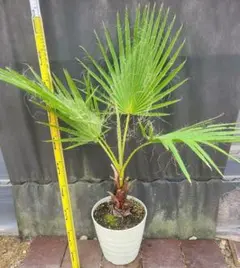 フレグラー鉢植え/現品発送】ワシントンヤシ ワシントニア パーム幹太