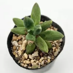 クラッスラ デルトイデア タンクアカルー 抜き苗 多肉植物 - メルカリ