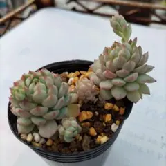 haru✽poupée様 リクエスト 2点 まとめ商品