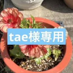 tae様専用