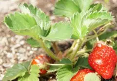 山ちゃん様専用・イチゴの苗木2本