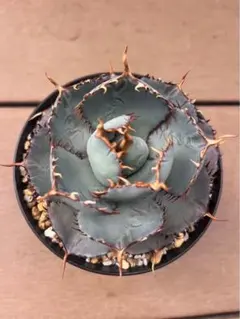 【希少バランス抜群美株】 アガベ　グアダラハラナドワーフタイプ　低重心　鉢付き 希少バランス抜群美株】 アガベ グアダラハラナドワーフタイプ 低重心