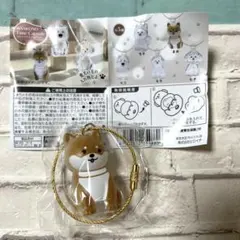 わんこのタイムカプセル　まめ