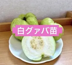白グァバ苗　4cmポット入り1株