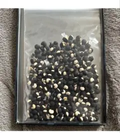 2026年最新】フウセンカズラ 種の人気アイテム - メルカリ