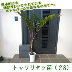 2026年最新】トックリヤシの人気アイテム - メルカリ