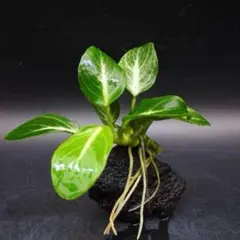 《赤溶岩に変更》Sana様 リクエスト 4点 まとめ商品