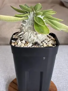 2026年最新】恵比寿笑いの人気アイテム - メルカリ