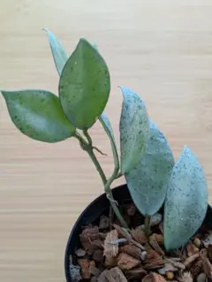 chima様専用 【ボリューム株】ラクノーサ ミントコイン ホヤ [MI-6]