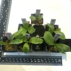 2025年最新】ビカクシダ アーバンリバーの人気アイテム - メルカリ