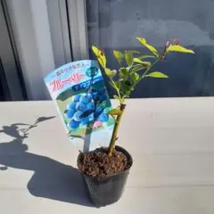 sweetie様 リクエスト 2点 まとめ商品