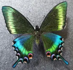 蝶標本 極美麗ミヤマカラスアゲハ春型♂北海道産 飼育品 青紫系 - メルカリ