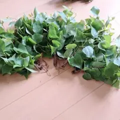 沖縄産】ホウビカンジュ（ネフロレピスビセラータ） 約85cm ポットごと