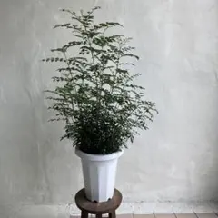 ロシアンオリーブ 陶器鉢ごと - メルカリ