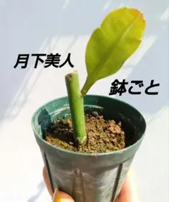 m*i様 鉢ごと月下美人のサムネイル