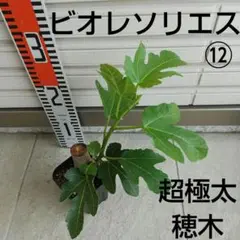 ⑫◆イチジク苗木◆【ビオレソリエス⑫】《7月17日撮影》親木の写真・結実実績ありのサムネイル