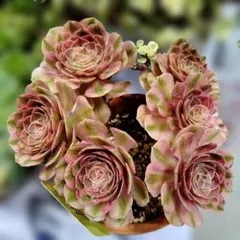 Top【選抜株】多肉植物 365110スカイチーム 25個 鉢無し/脱土 - メルカリ