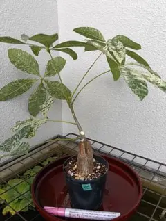 2026年最新】パキラミルキーウェイの人気アイテム - メルカリ