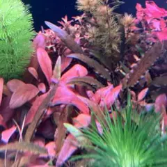 クリプトコリネ・ウェンティ2株 サモラス　レッド 水草　2株のサムネイル