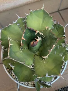 2026年最新】アガベ大鋼牙の人気アイテム - メルカリ