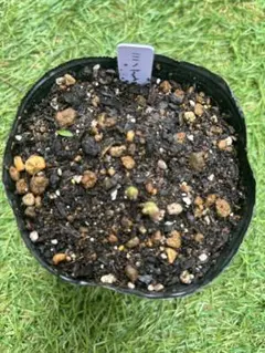 ラナンキュラスラックス　ディオネ　超希少　発芽済み　メルカリ便発送 ラナンキュラスラックス ディオネ 超希少 発芽済み メルカリ便