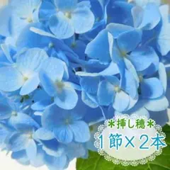 2026年最新】紫陽花挿し木の人気アイテム - メルカリ