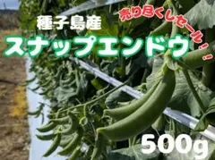 B品スナップエンドウ　売り尽くしセール！